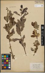 Foto von Salix purpurea L. x Salix silesiaca Willd.